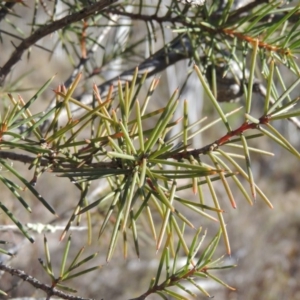 Hakea decurrens subsp. decurrens at Tralee, NSW - 7 Oct 2018