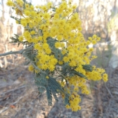 Acacia dealbata (Silver Wattle) at Tralee, NSW - 7 Oct 2018 by michaelb