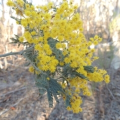 Acacia dealbata (Silver Wattle) at Tralee, NSW - 7 Oct 2018 by MichaelBedingfield