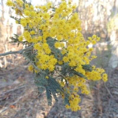 Acacia dealbata (Silver Wattle) at Tralee, NSW - 7 Oct 2018 by michaelb