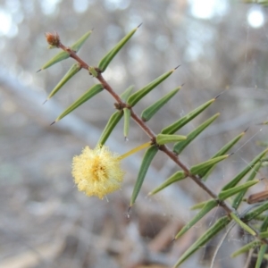 Acacia ulicifolia at Tralee, NSW - 7 Oct 2018 07:34 PM