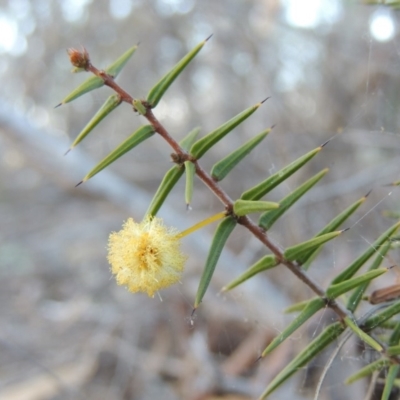 Acacia ulicifolia (Prickly Moses) at Tralee, NSW - 7 Oct 2018 by MichaelBedingfield