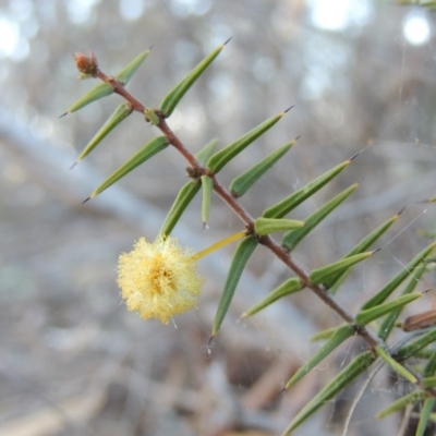 Acacia ulicifolia (Prickly Moses) at QPRC LGA - 7 Oct 2018 by michaelb