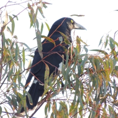 Strepera graculina (Pied Currawong) at Tralee, NSW - 7 Oct 2018 by MichaelBedingfield