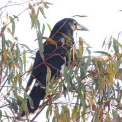 Strepera graculina (Pied Currawong) at Tralee, NSW - 7 Oct 2018 by michaelb