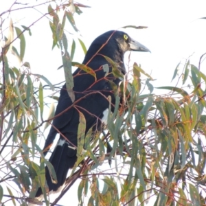 Strepera graculina at Tralee, NSW - 7 Oct 2018