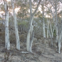 Eucalyptus rossii (Inland Scribbly Gum) at Tralee, NSW - 7 Oct 2018 by MichaelBedingfield