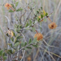 Acacia gunnii (Ploughshare Wattle) at Tralee, NSW - 7 Oct 2018 by michaelb