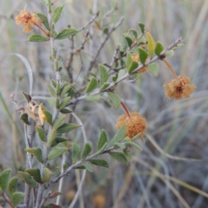 Acacia gunnii at Tralee, NSW - 7 Oct 2018