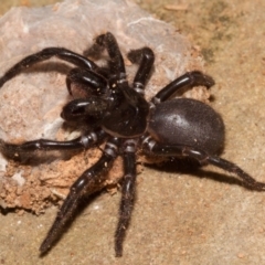 Hadronyche versuta (Funnel-web Spider) at Tapitallee, NSW - 20 Oct 2018 by Gaia