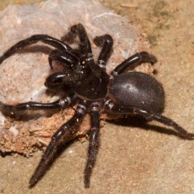 Hadronyche versuta (Funnel-web Spider) at Tapitallee, NSW - 20 Oct 2018 by Gaia