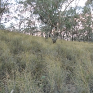 Rytidosperma pallidum at Tralee, NSW - 7 Oct 2018