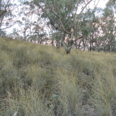 Rytidosperma pallidum (Red-anther Wallaby Grass) at QPRC LGA - 7 Oct 2018 by michaelb