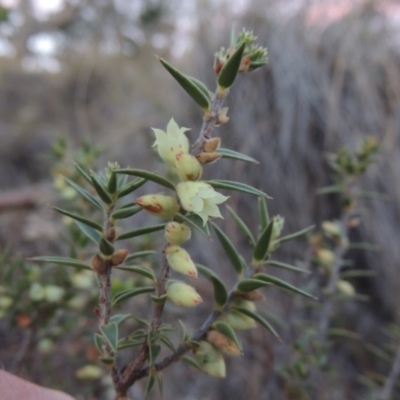 Melichrus urceolatus (Urn Heath) at QPRC LGA - 7 Oct 2018 by michaelb