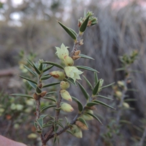 Melichrus urceolatus at Tralee, ACT - 7 Oct 2018