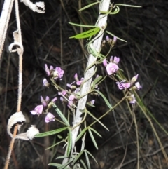 Glycine clandestina (Twining Glycine) at Tralee, NSW - 7 Oct 2018 by michaelb