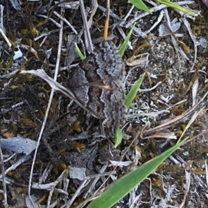 Dichromodes ainaria at Boro, NSW - 15 Oct 2018 01:49 PM