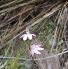 Caladenia carnea (Pink Fingers) at Stony Creek - 9 Oct 2018 by mcleana