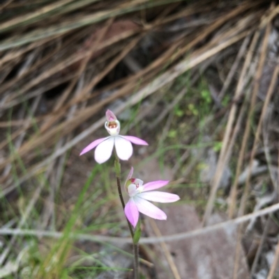 Caladenia carnea (Pink Fingers) at Stromlo, ACT - 9 Oct 2018 by mcleana