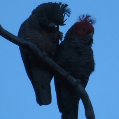 Callocephalon fimbriatum (Gang-gang Cockatoo) at Yaouk, NSW - 23 Sep 2018 by RobParnell