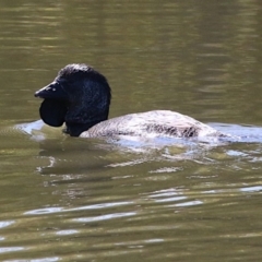 Biziura lobata (Musk Duck) at Tidbinbilla Nature Reserve - 13 Sep 2018 by leithallb