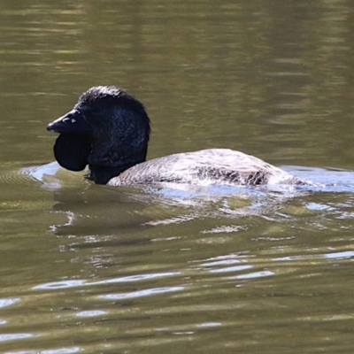 Biziura lobata (Musk Duck) at Tidbinbilla Nature Reserve - 13 Sep 2018 by leithallb