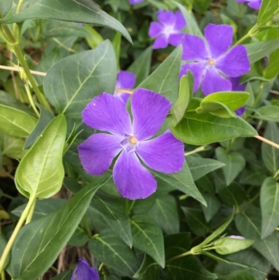 Vinca major (Blue Periwinkle) at O'Connor, ACT - 20 Oct 2018 by RWPurdie