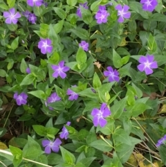 Vinca major at O'Connor, ACT - 21 Oct 2018