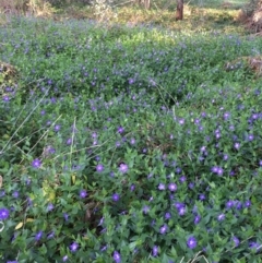 Vinca major at O'Connor, ACT - 21 Oct 2018 12:00 AM