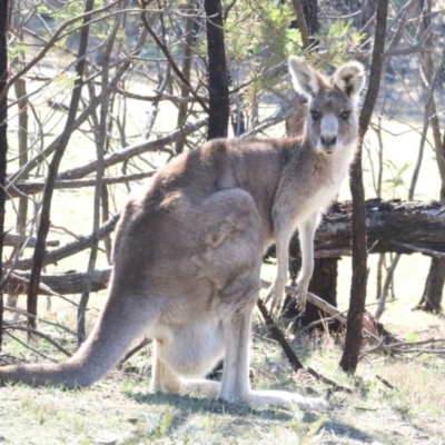 Macropus giganteus (Eastern Grey Kangaroo) at Amaroo, ACT - 13 Sep 2018 by leithallb
