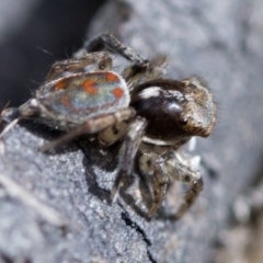 Maratus pavonis (Dunn's peacock spider) at Bimberi Nature Reserve - 22 Oct 2018 by JudithRoach