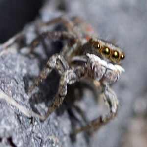 Maratus pavonis at Cotter River, ACT - suppressed