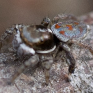 Maratus pavonis at Cotter River, ACT - 23 Oct 2018