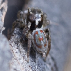 Maratus pavonis at Cotter River, ACT - suppressed