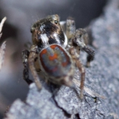 Maratus pavonis at Cotter River, ACT - suppressed