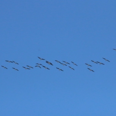 Threskiornis spinicollis (Straw-necked Ibis) at Mulligans Flat - 14 Sep 2018 by leithallb