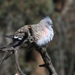 Ocyphaps lophotes (Crested Pigeon) at Mulligans Flat - 13 Sep 2018 by leithallb