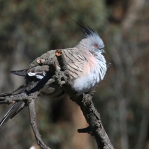 Ocyphaps lophotes at Amaroo, ACT - 14 Sep 2018