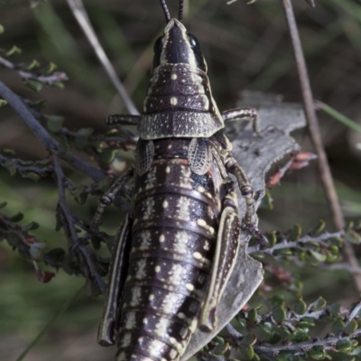 Monistria concinna (Southern Pyrgomorph) at Cotter River, ACT - 22 Oct 2018 by JudithRoach