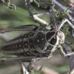 Monistria concinna at Cotter River, ACT - 23 Oct 2018