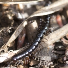 Paradoxosomatidae sp. (family) (Millipede) at Cotter River, ACT - 23 Oct 2018 by JudithRoach