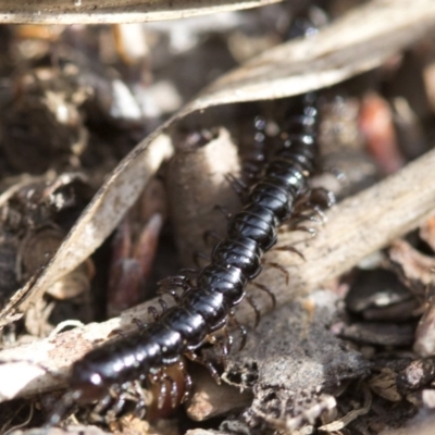 Paradoxosomatidae sp. (family) (Millipede) at Cotter River, ACT - 22 Oct 2018 by Judith Roach
