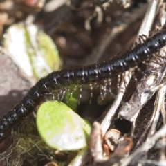 Paradoxosomatidae sp. (family) at Cotter River, ACT - 23 Oct 2018 09:28 AM