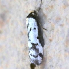 Philobota lysizona (A concealer moth) at Ainslie, ACT - 21 Oct 2018 by jbromilow50