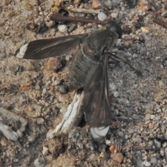 Comptosia stria (A bee fly) at Isaacs, ACT - 23 Oct 2018 by JohnBundock