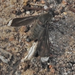 Comptosia stria (A bee fly) at Isaacs, ACT - 22 Oct 2018 by JohnBundock