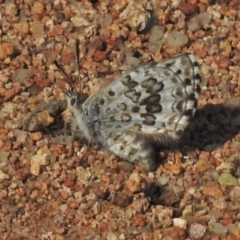 Lucia limbaria (Chequered Copper) at Isaacs, ACT - 23 Oct 2018 by JohnBundock