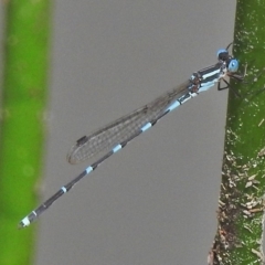 Austrolestes leda (Wandering Ringtail) at Mount Mugga Mugga - 22 Oct 2018 by JohnBundock