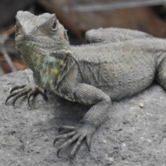 Intellagama lesueurii howittii (Gippsland Water Dragon) at Molonglo Valley, ACT - 22 Oct 2018 by JohnBundock