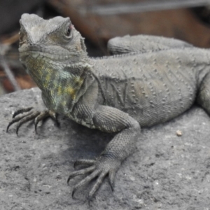 Intellagama lesueurii howittii at Molonglo River Reserve - 23 Oct 2018 10:59 AM